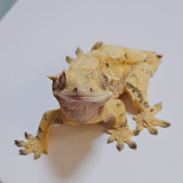 노멀 핀스트라이프 화이트스팟