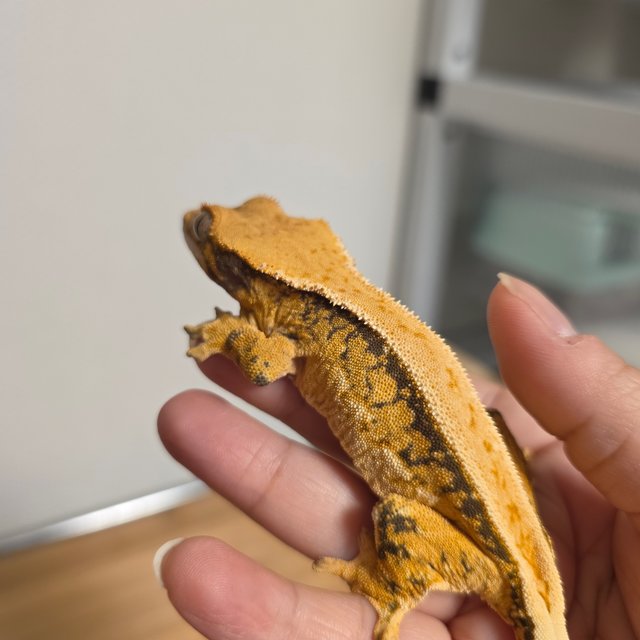 노멀 핀스트라이프 화이트핀 드리피