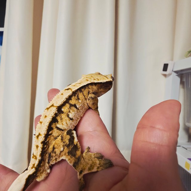 노멀 화이트스팟 핀스트라이프 화이트핀 화이트포트홀