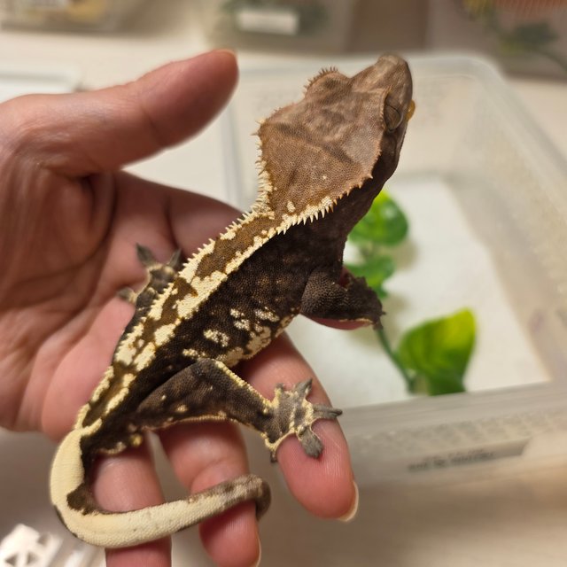 카푸치노 화이트