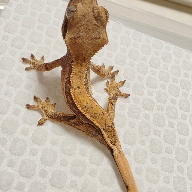 노멀 쿼드 풀핀