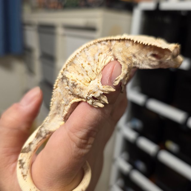 노멀 화이트핀 화이트스팟