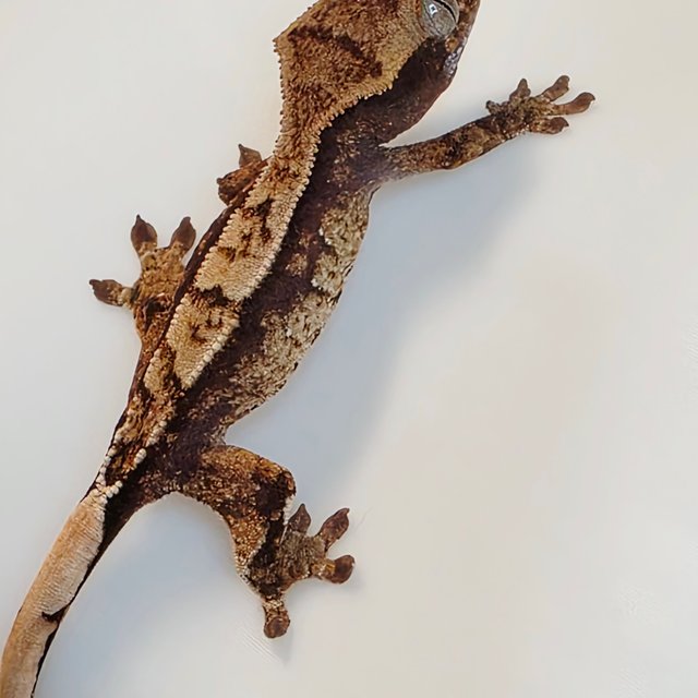 노멀 화이트스팟