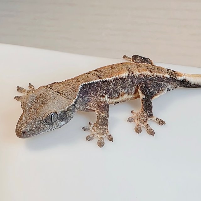 노멀 화이트스팟