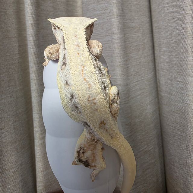 릴리화이트
