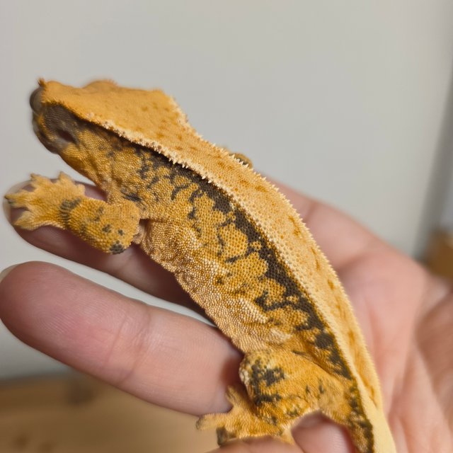 노멀 핀스트라이프 화이트핀 드리피