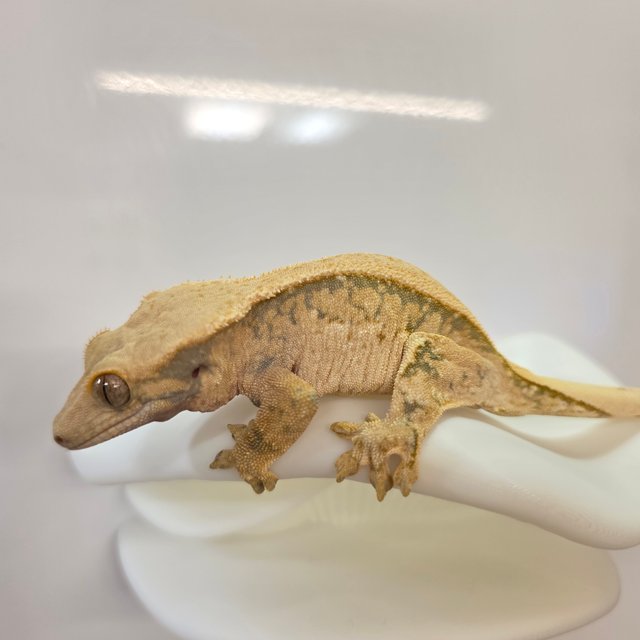 노멀 드리피 화이트핀 핀스트라이프