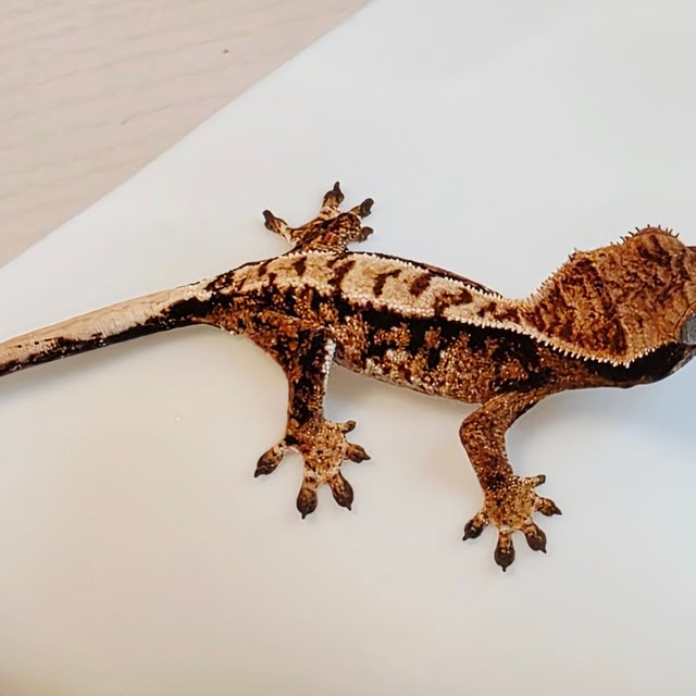 노멀 화이트포트홀 화이트스팟 화이트핀