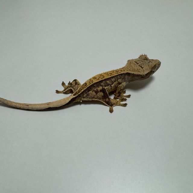 노멀 트라이