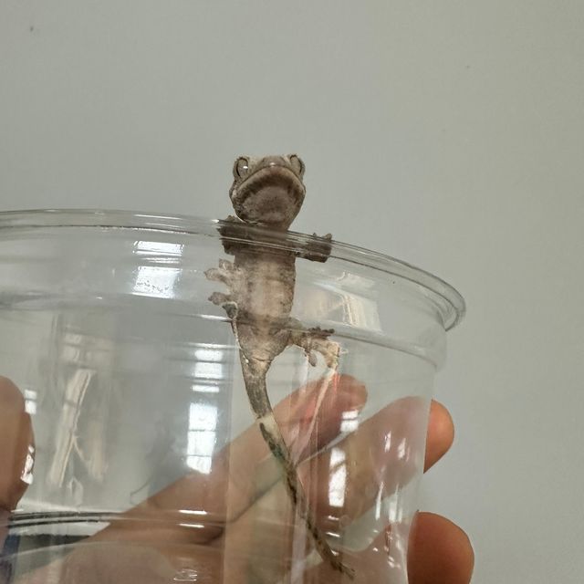 릴리화이트 트라이