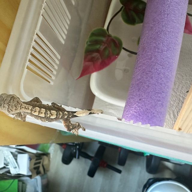 노멀 트라이