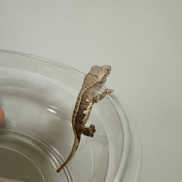릴리화이트 트라이