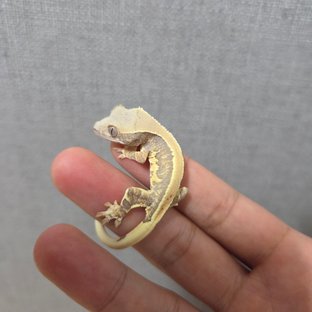 릴리화이트 솔리드백