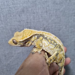 노멀 쿼드 드리피 화이트스팟