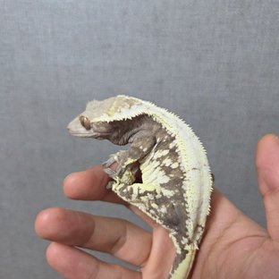 세이블 솔리드백