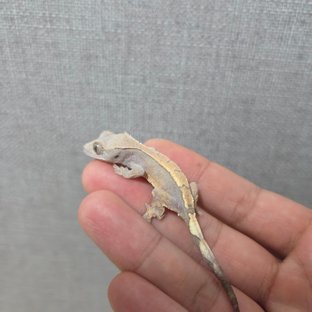 세이블 솔리드백