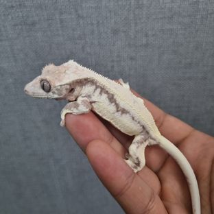 솔리드백 릴리 세이블