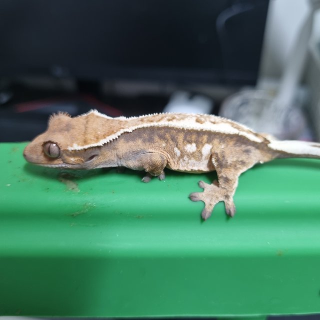 세이블 텐저린 화이트스팟 화이트핀