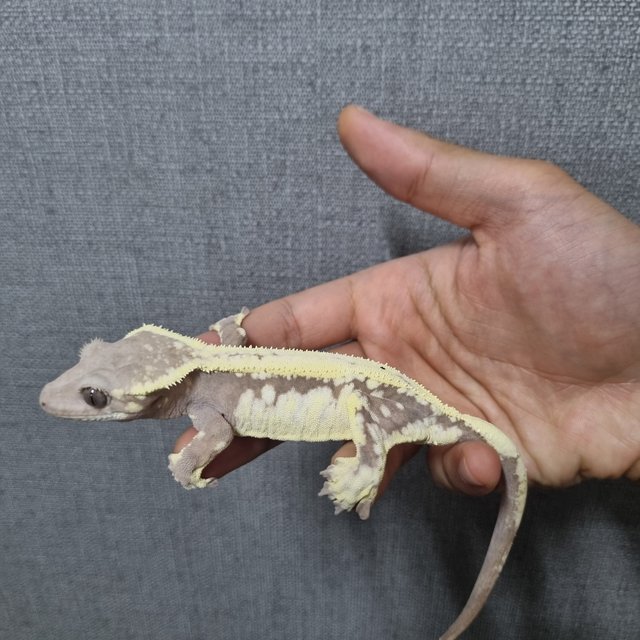 세이블 솔리드백 드리피 화이트스팟