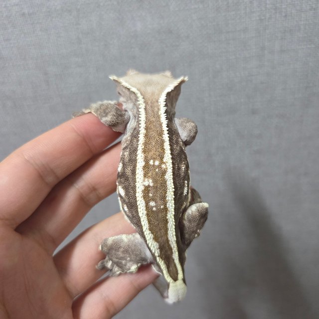 카푸치노 엠티백 풀핀 화이트스팟