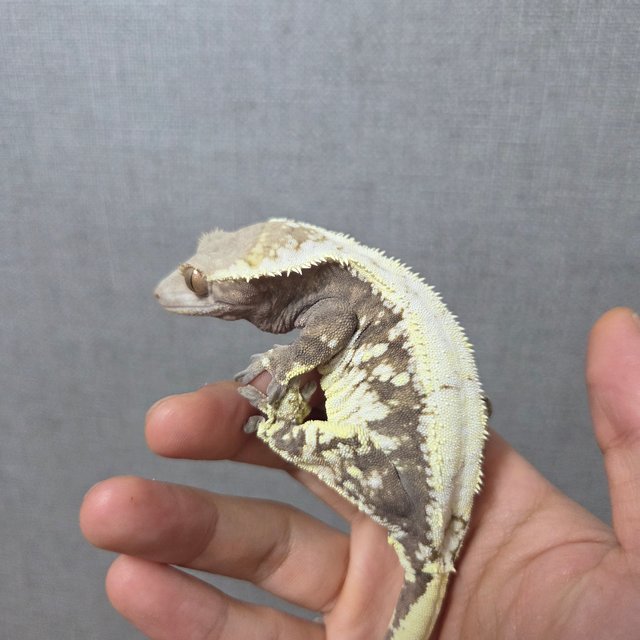 세이블 솔리드백