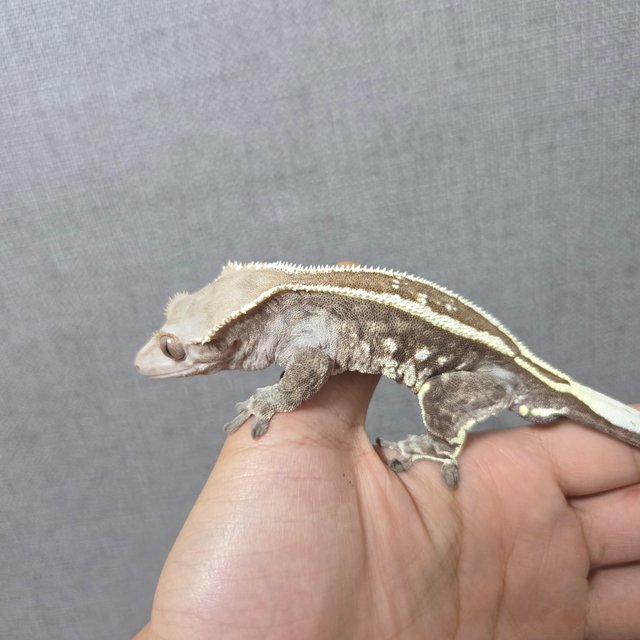 카푸치노 엠티백 풀핀 화이트스팟