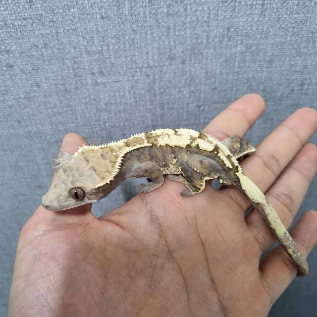 세이블