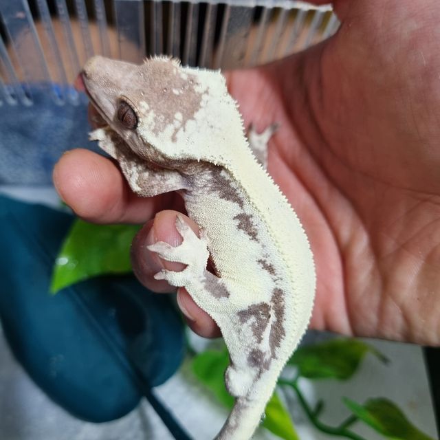 솔리드백 화이트 릴리 세이블