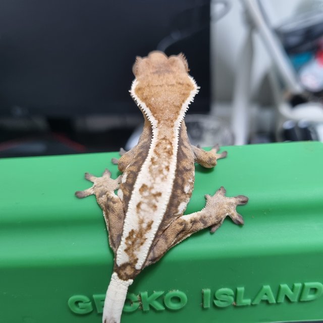 세이블 텐저린 화이트스팟 화이트핀