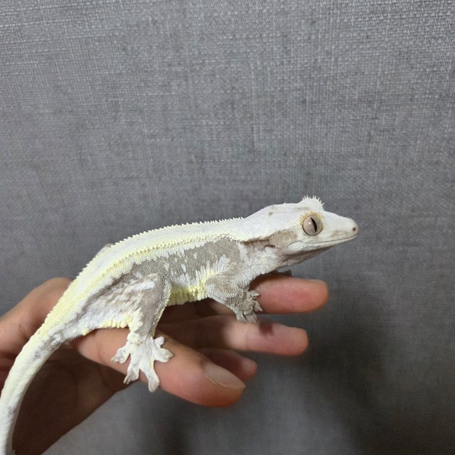 릴리화이트 솔리드백 화이트