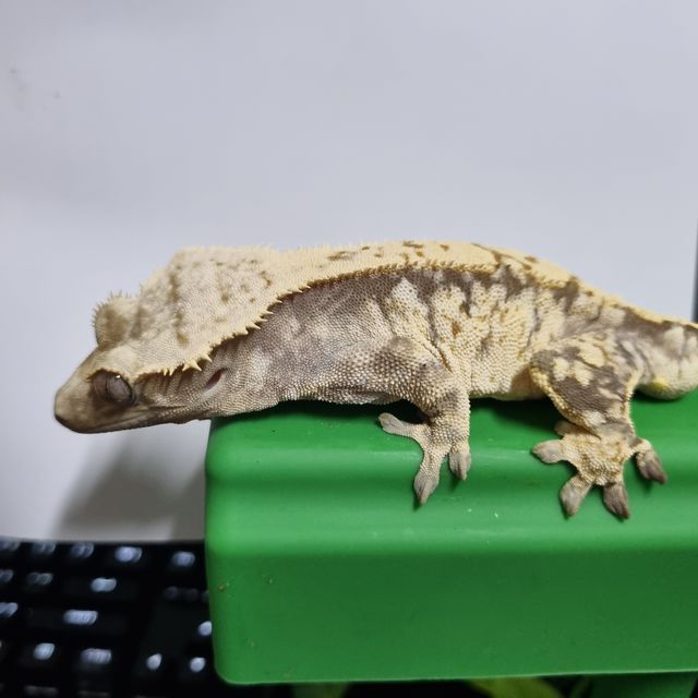 노멀 드리피 익스트림할리퀸