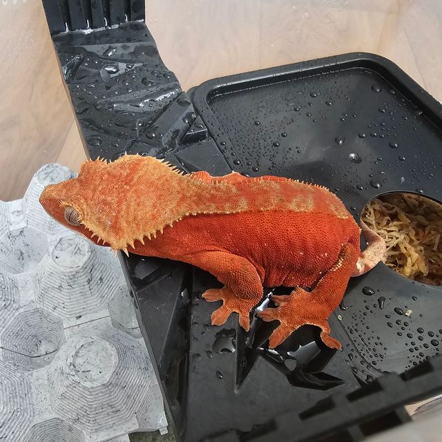노멀 바이 레드