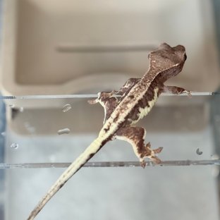 프라푸치노 100%헷아잔틱