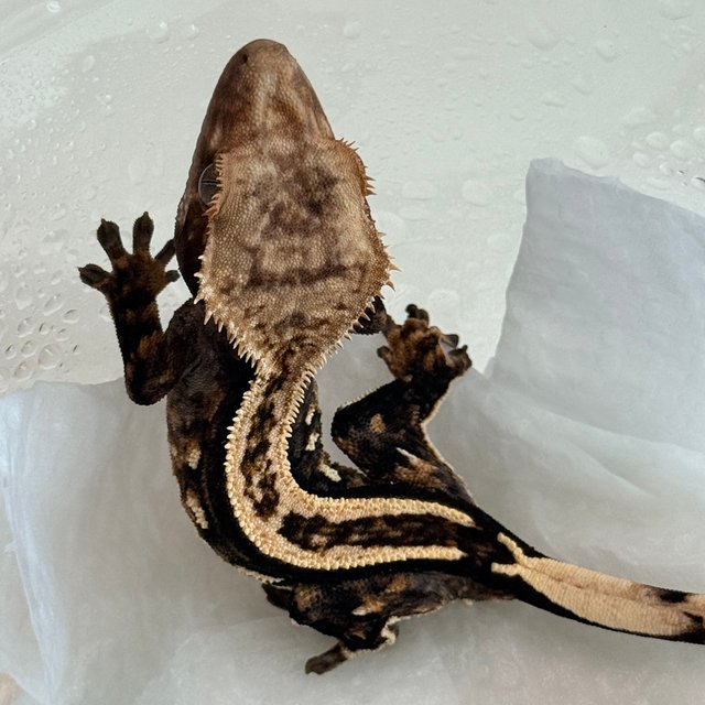 슈퍼스트라이프 노멀