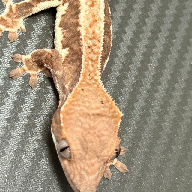 프라푸치노 100%헷아잔틱