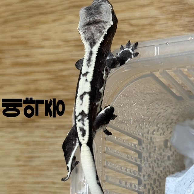릴잔틱