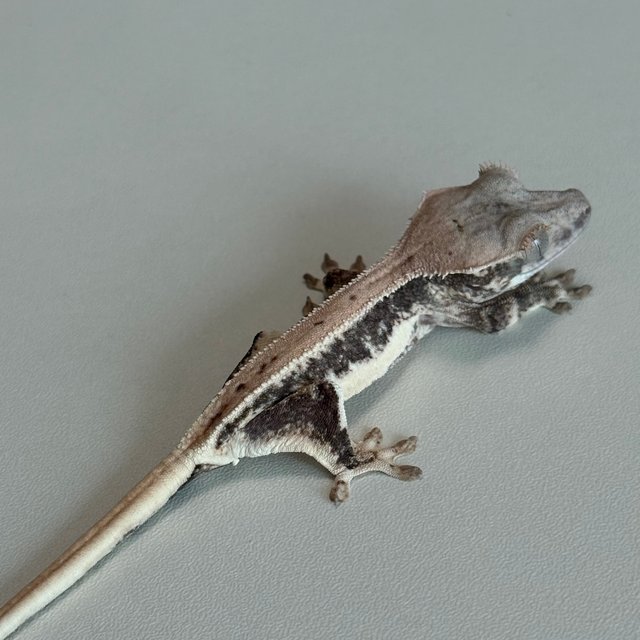 릴리100%헷아잔틱 솔리드백