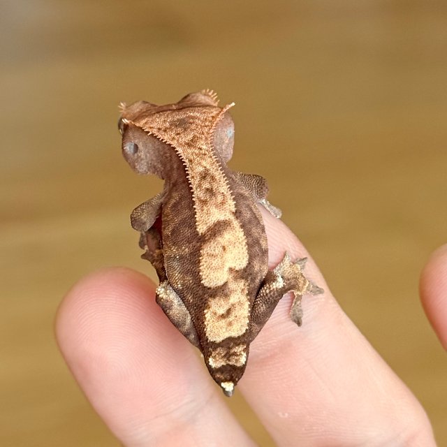 카푸치노 100%헷아잔틱