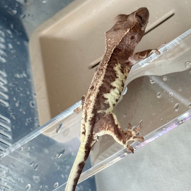 프라푸치노 100%헷아잔틱