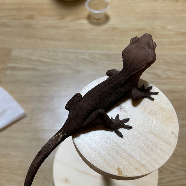 다크 패턴리스 카푸치노