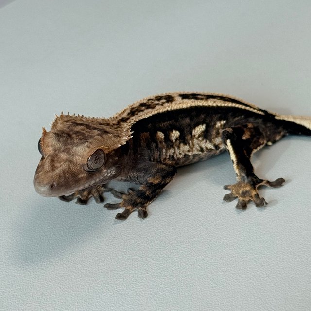 슈퍼스트라이프 노멀