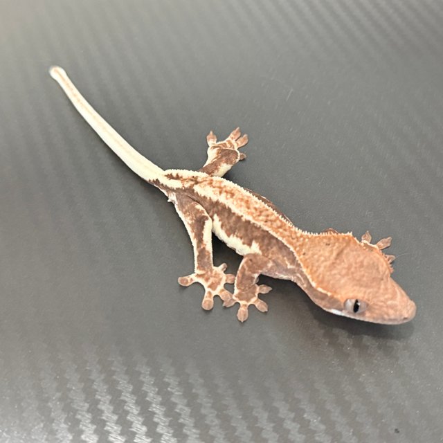 프라푸치노 100%헷아잔틱