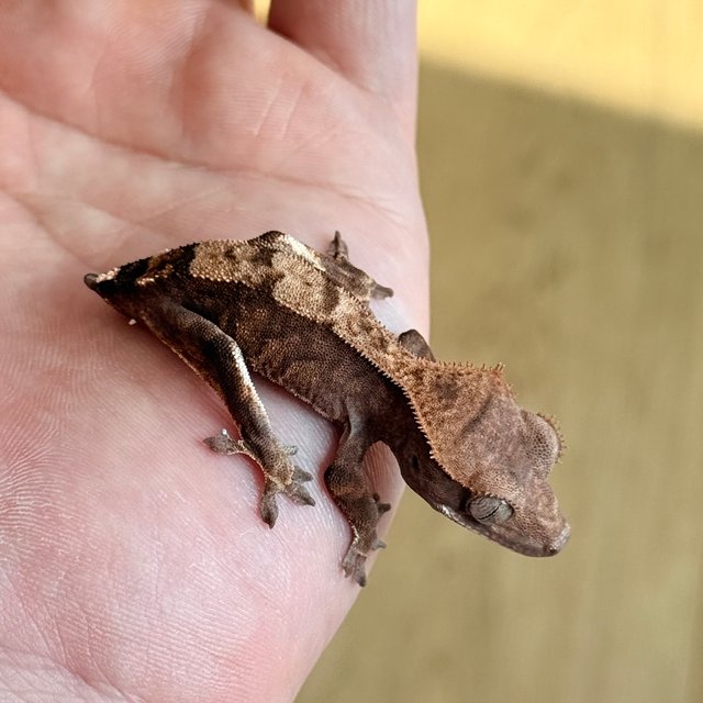 카푸치노 100%헷아잔틱