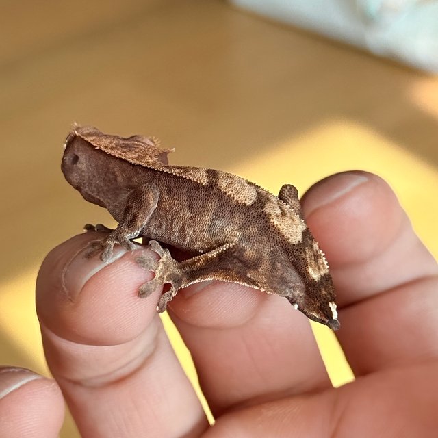 카푸치노 100%헷아잔틱