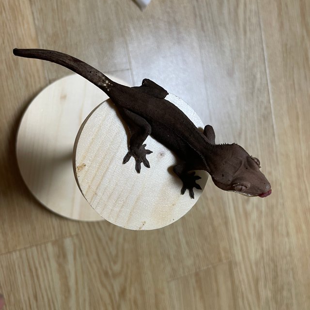 다크 패턴리스 카푸치노