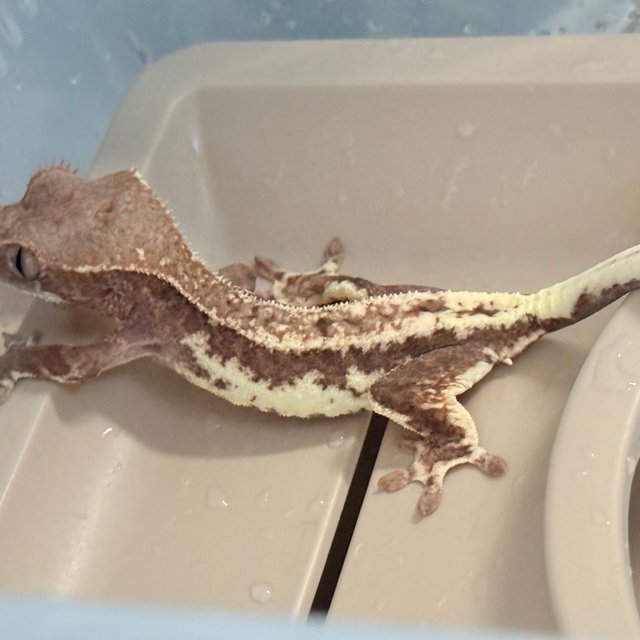 프라푸치노 100%헷아잔틱