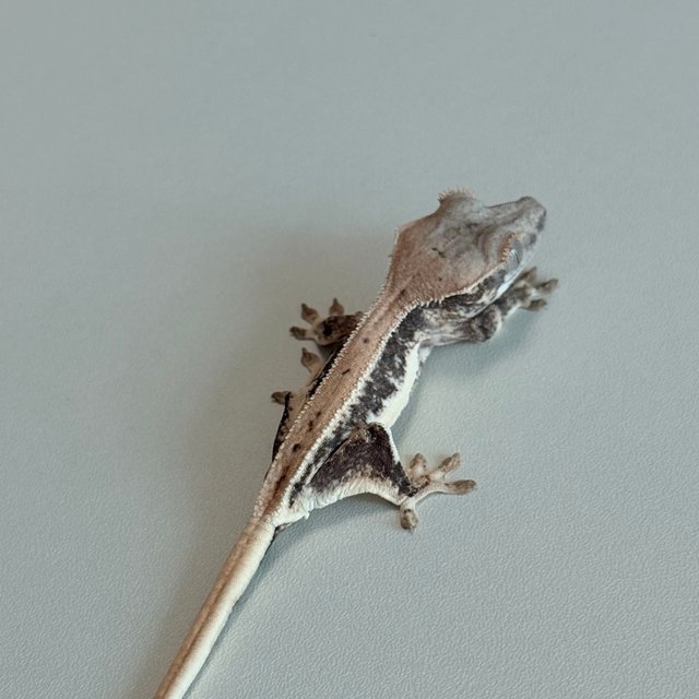 릴리100%헷아잔틱 솔리드백