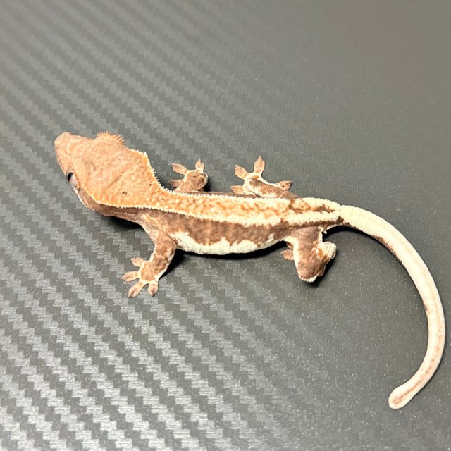 프라푸치노 100%헷아잔틱