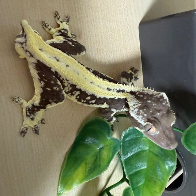 릴잔틱