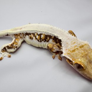 백옥